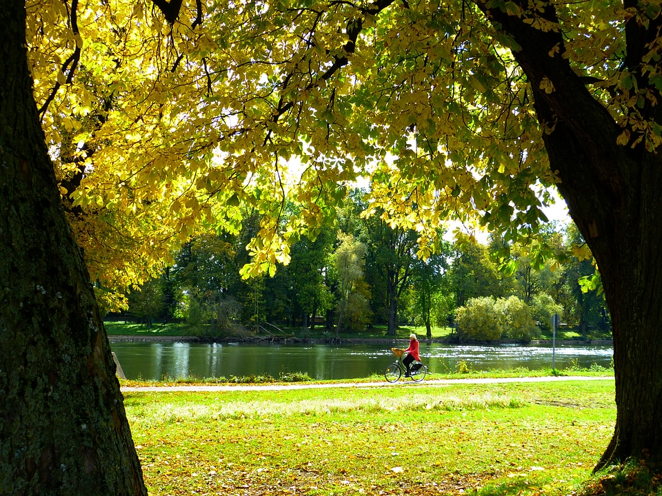Cycling sunny tree