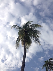 Palm tree tropical palm fronds photo