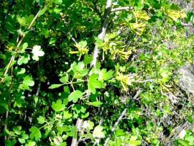 Plants OB 463