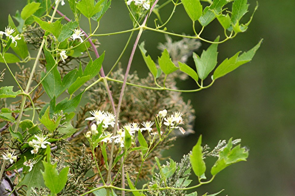 Plants OB 814