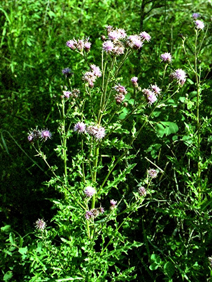 Plants OB 325