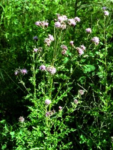 Plants OB 325