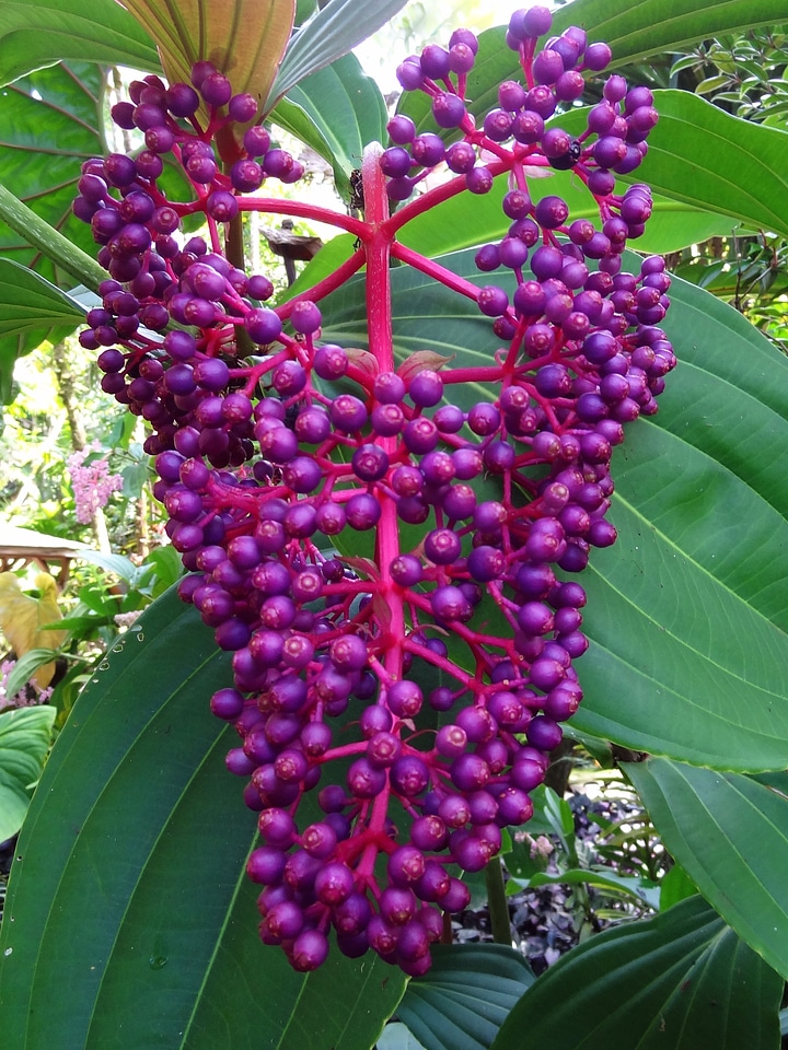 Purple flowers nature garden