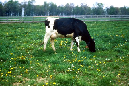 Livestock26.tif