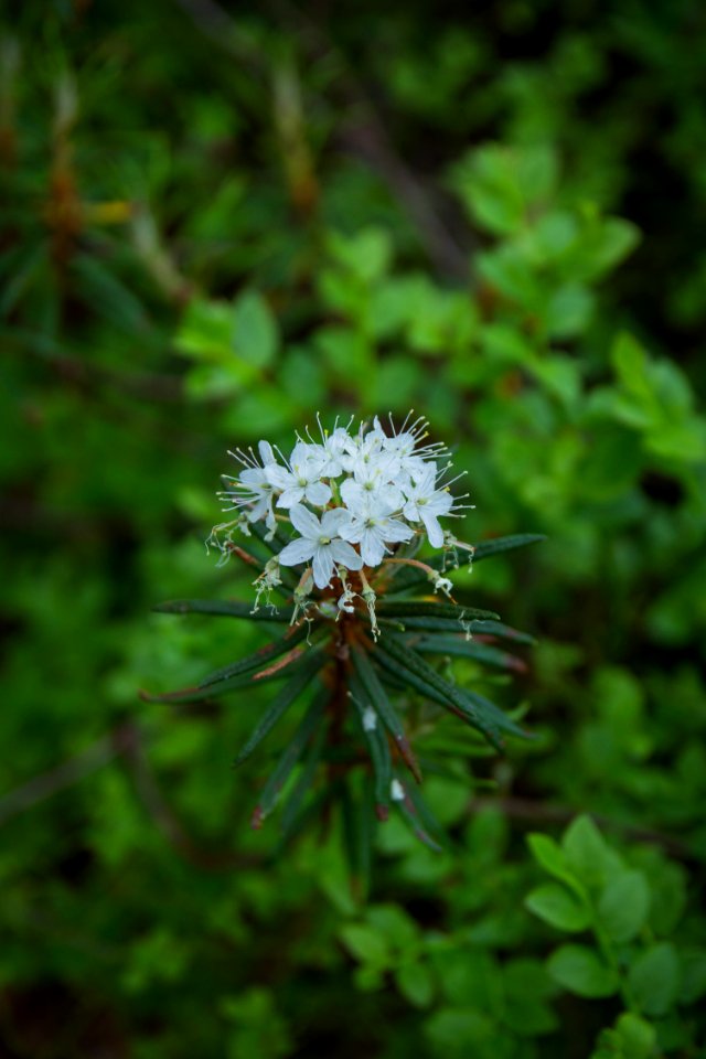 Evo Hiking Area, Hämeenlinna, Finland