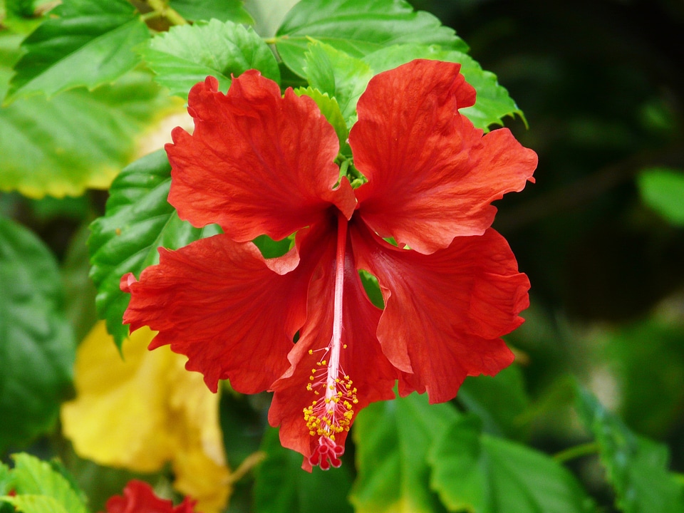 Indonesia floral plant