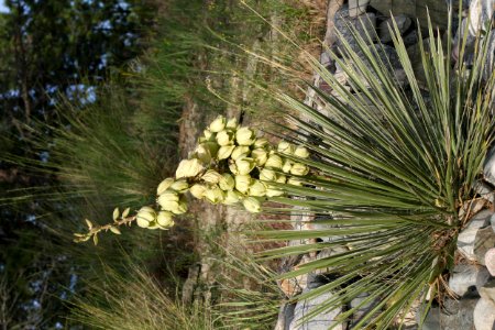Plants OB 11