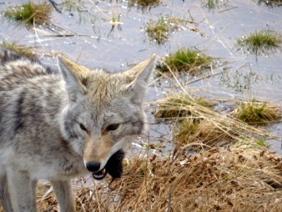 Wildlife123