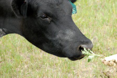 Livestock093