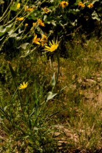 Flowers NR 03