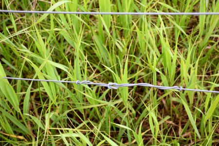 pasture32