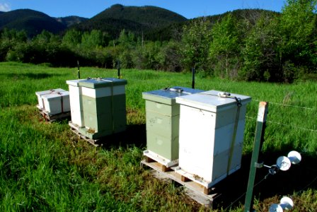 Pollinators0036