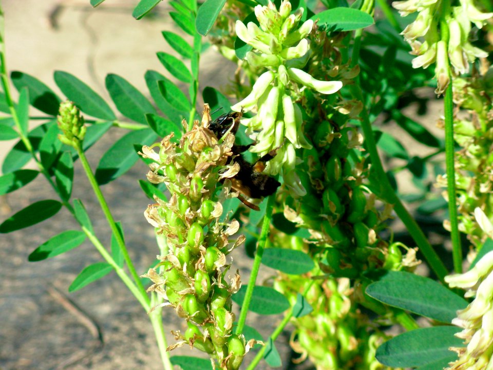 Pollinators0005.tif