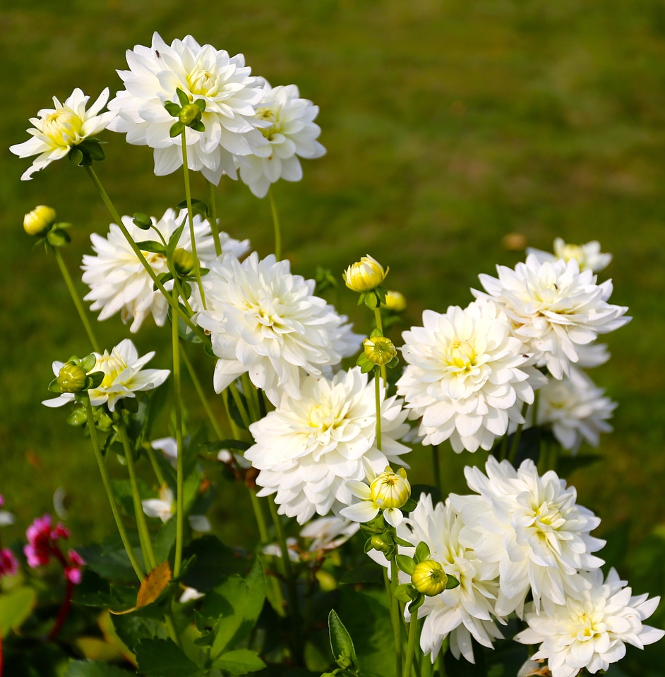 Flower plant garden
