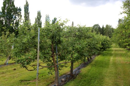 Lepaa, Hattula