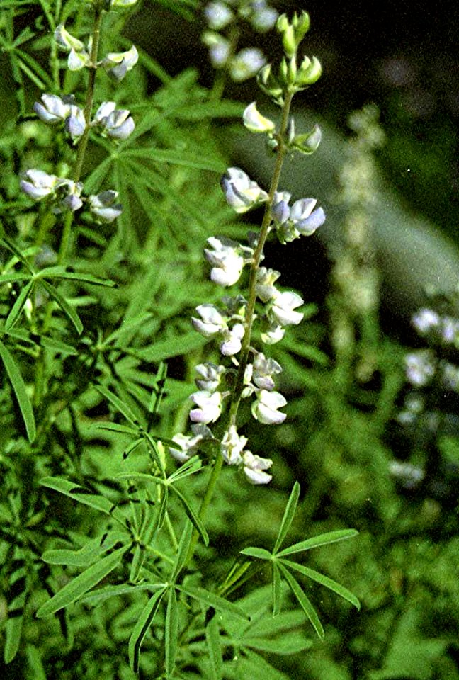 Plants OB 576