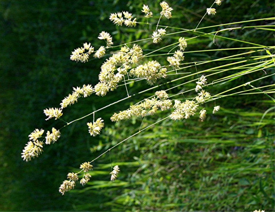 Plants OB 666