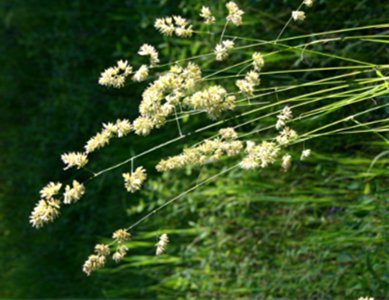 Plants OB 666