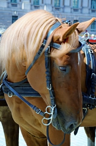 Mammal family equidae house horse