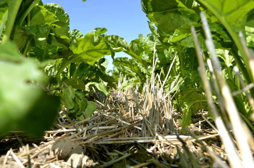 conservationtillage133
