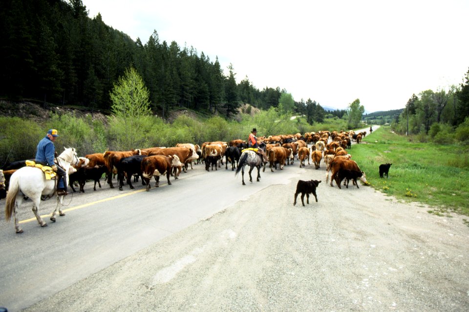 Livestock24.tif