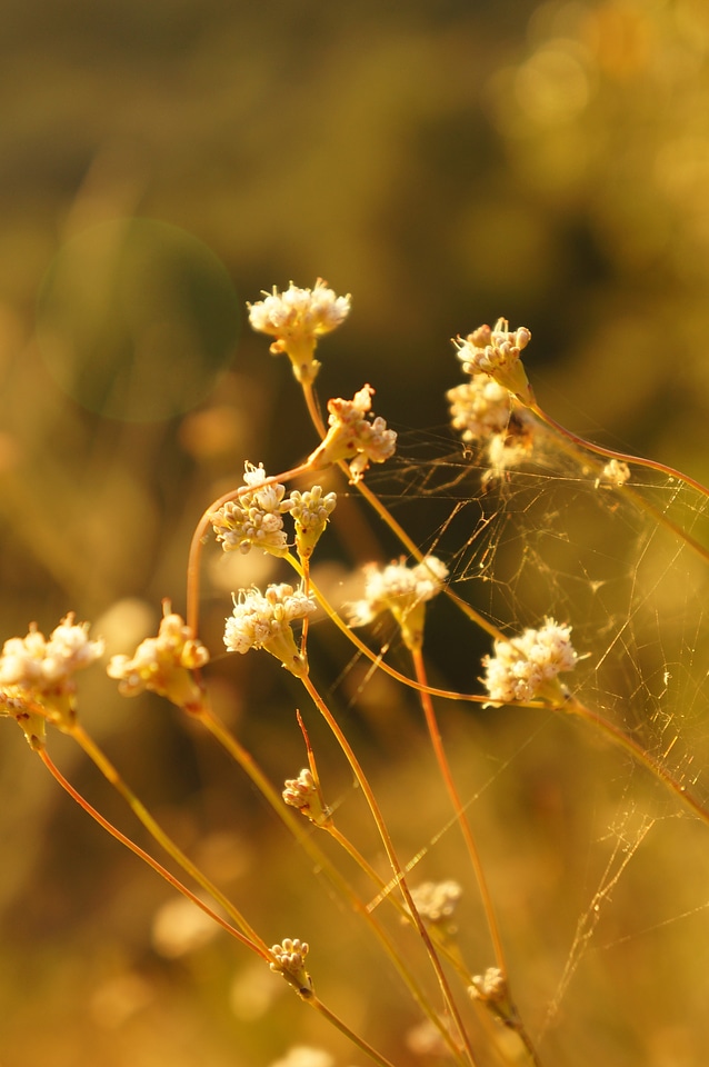 Garden fresh wild