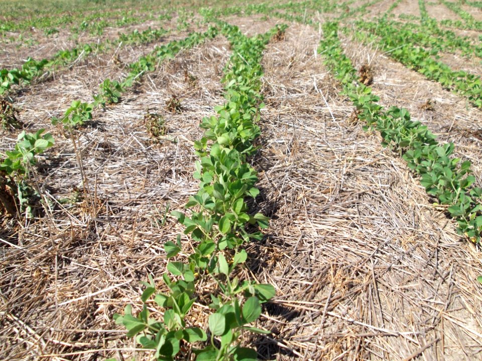 Conservation Tillage18