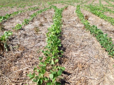 Conservation Tillage18