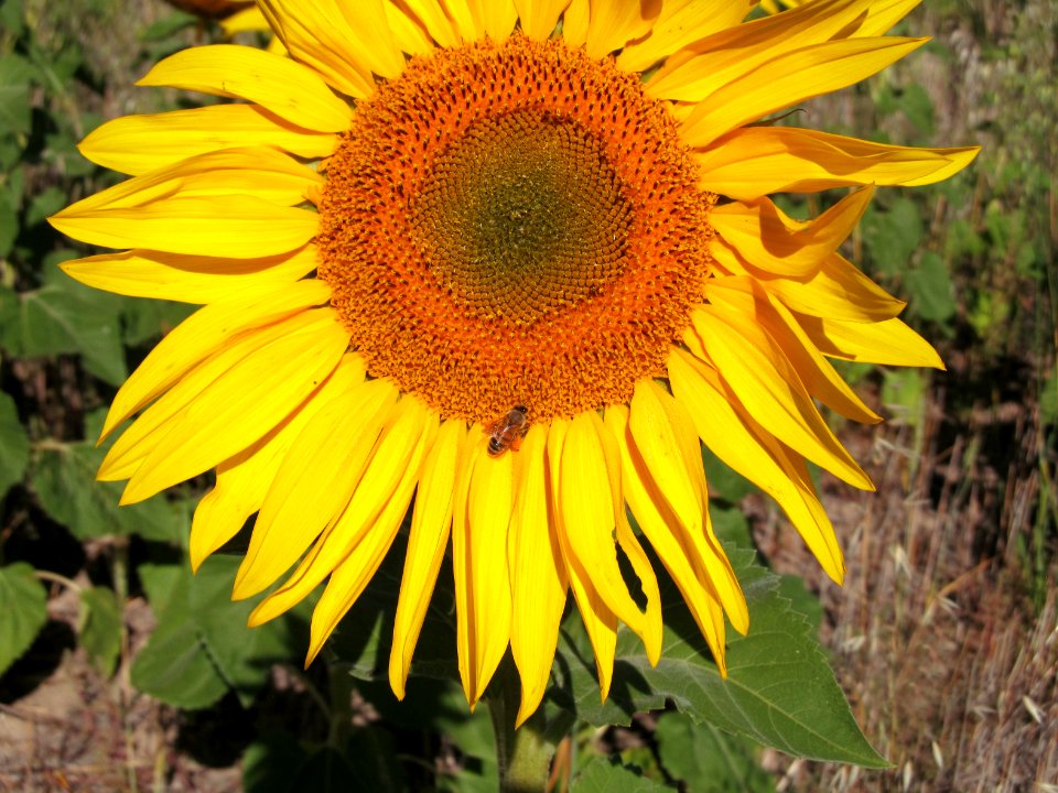 Pollinators MV 01