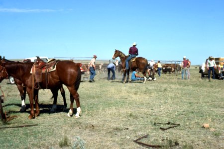 Livestock02.tif