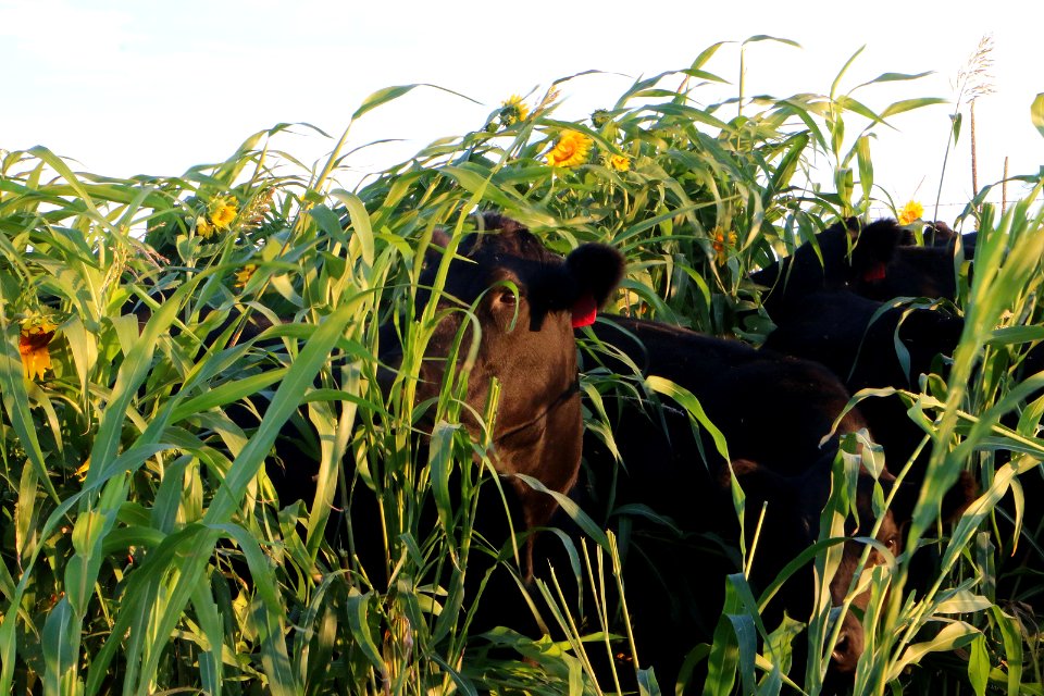 Soil Health RO 02