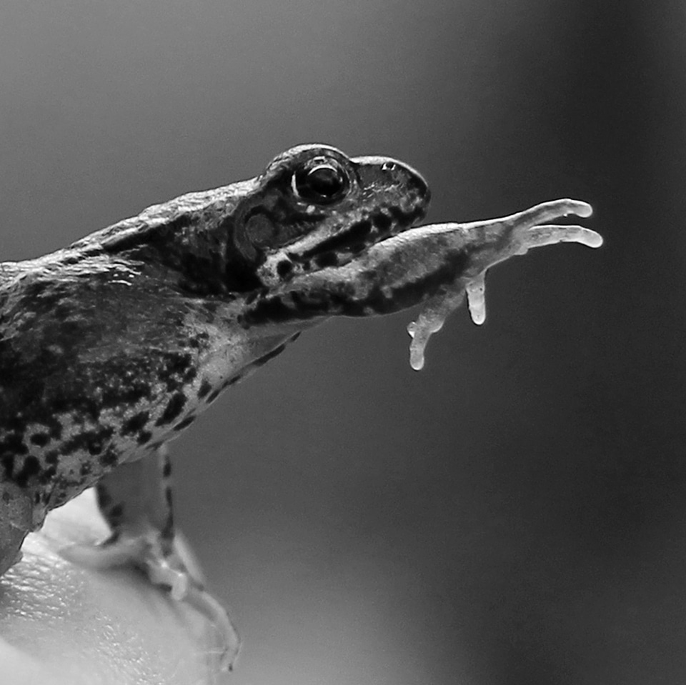 Frog nature paw