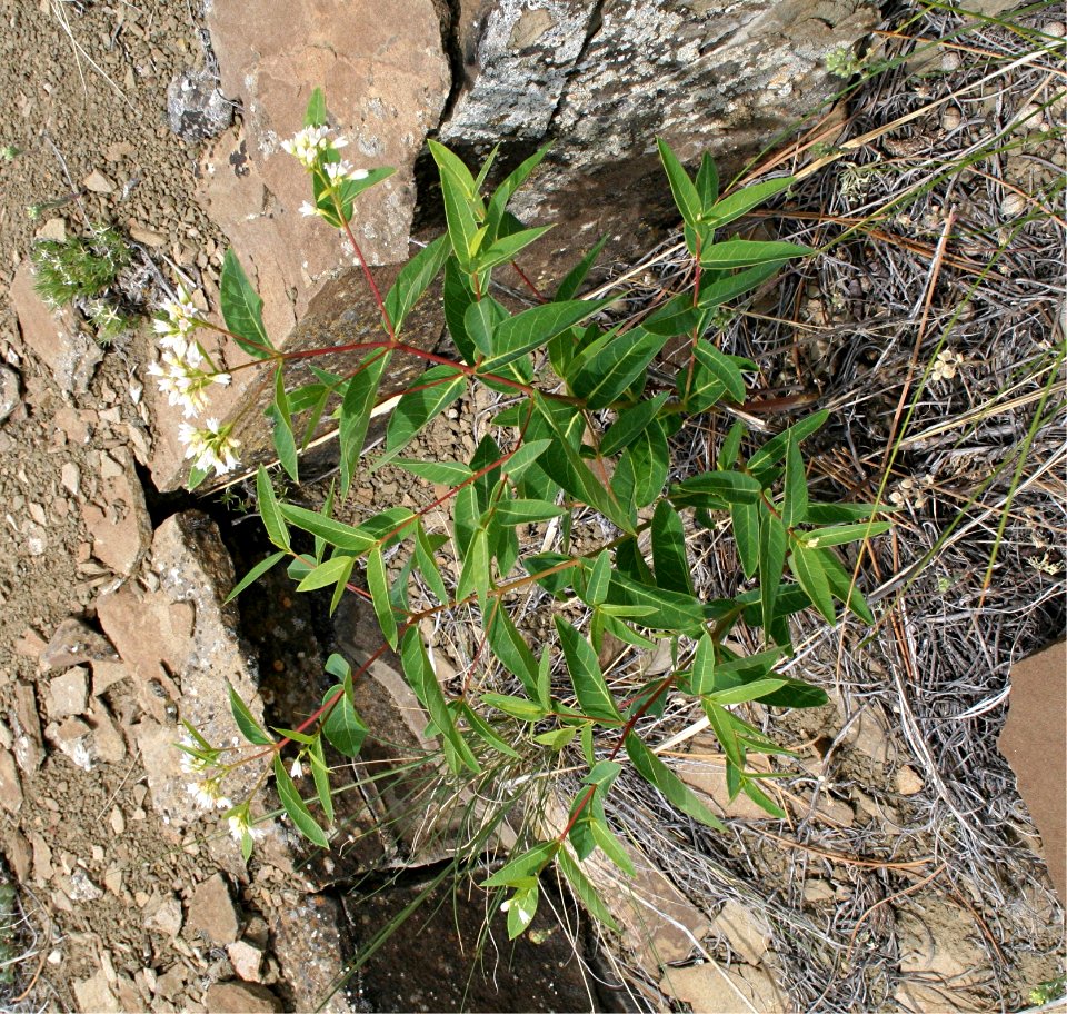 Plants OB 31