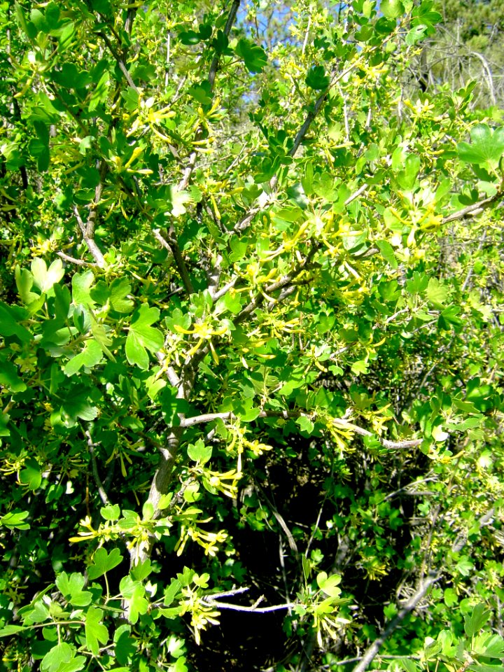 Plants OB 462