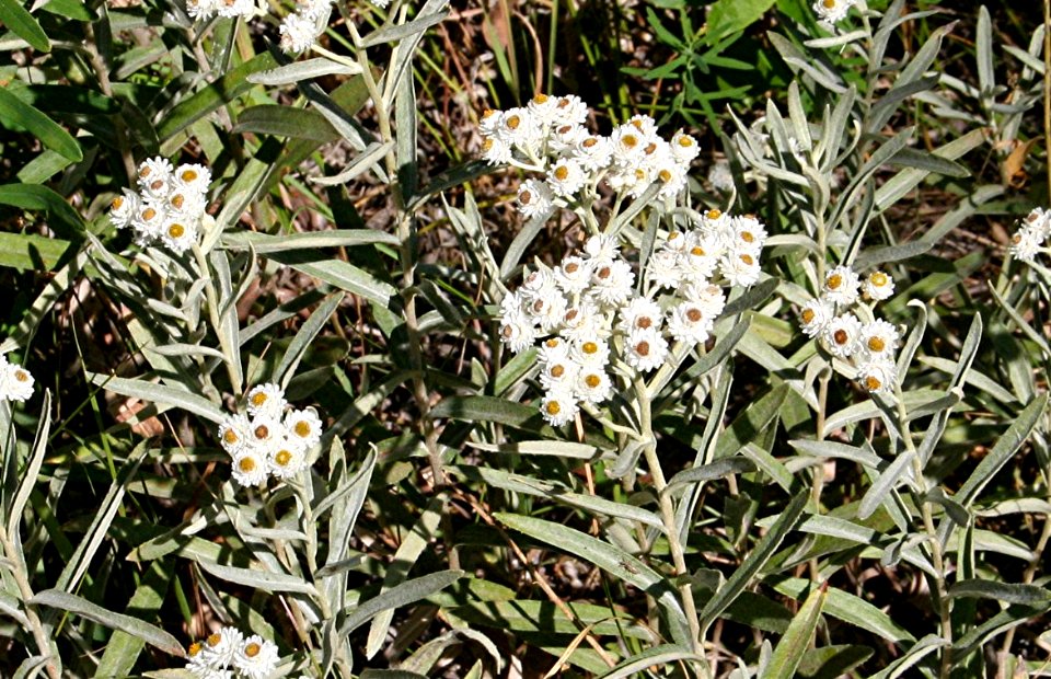 Plants OB 193