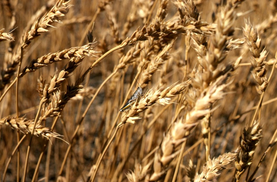Crops70.tif