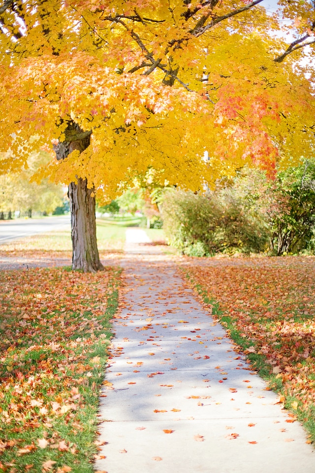 Walkway autumn fall