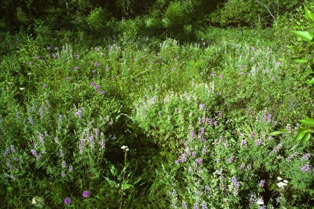Plants OB 575
