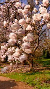A cascade of magnolias