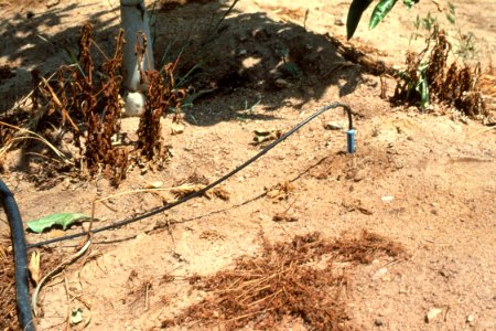 Irrigation39.tif
