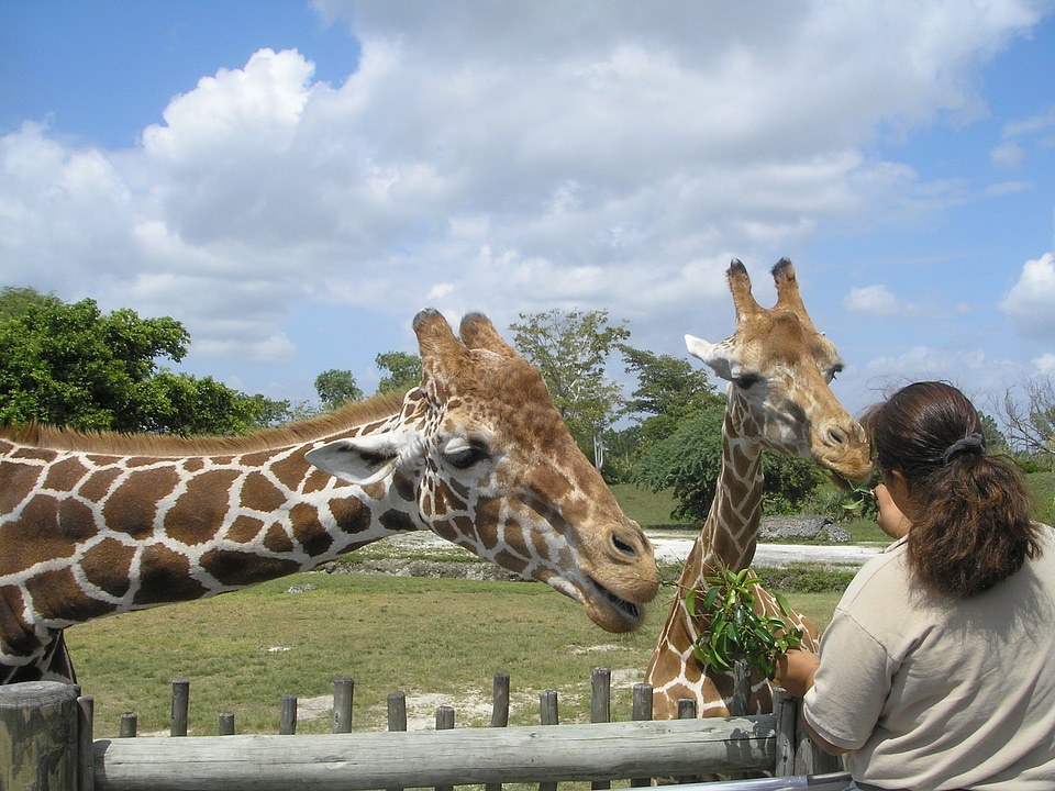 Animal mammal miami