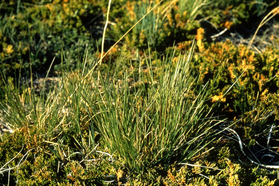 Rangeland114.tif