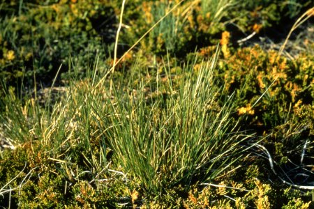 Rangeland114.tif