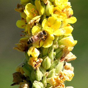 Plants OB 934