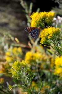Pollinators0023