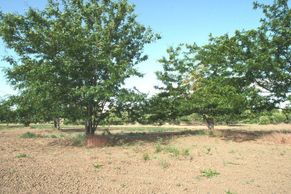 Trees25.tif