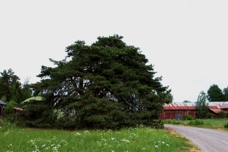 Keisarinmänty, Hämeen Härkätie, Finland