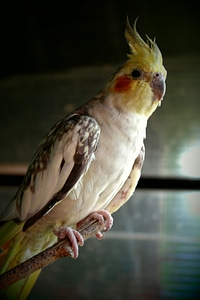 Captivity colored view