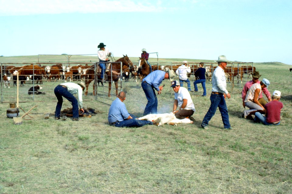 Livestock28.tif