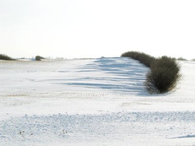 Windbreaks46